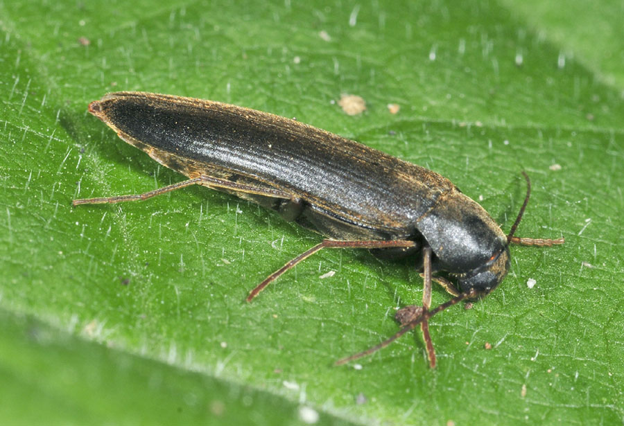 Elateridae? No, Melandryidae: Serropalpus barbatus, maschio